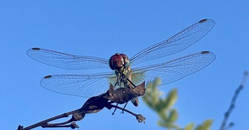 Sympetrum fonscolombii